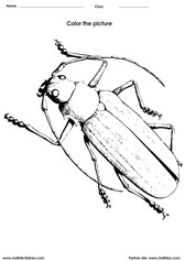 Color a Beetle -2