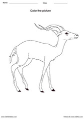 Color a Antelope