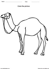 Color a Camel