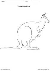 Color a Kangaroo